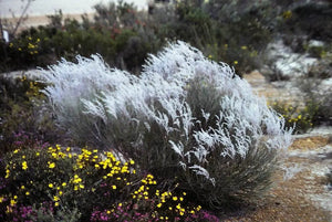How Pharmaceutical Companies Steal Intellectual Knowledge of Bush Medicines - Amrad now owns intellectual property rights of smoke bush due to state government amending calm act