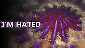 Saving the Great Barrier Reef from Bleaching