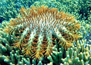 Saving the Great Barrier Reef from Bleaching - Crown of Thorns Starfish Eat Coral at a High Rate