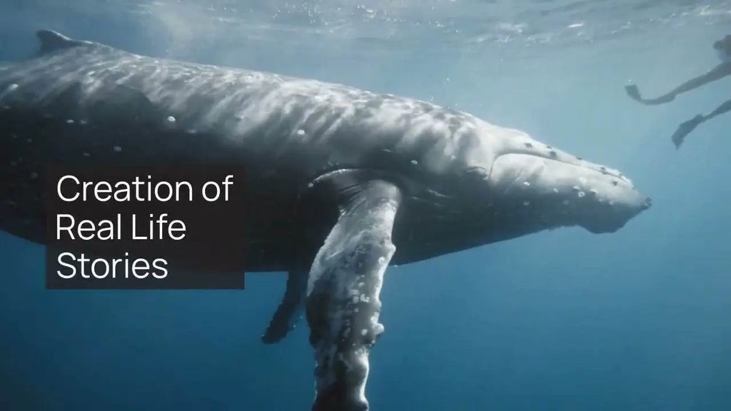 Discovering the Majestic Humpback Whales of Hervey Bay