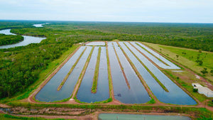 Barramundi Fish Farm of the Tiwi Islands - Coming Soon 2025