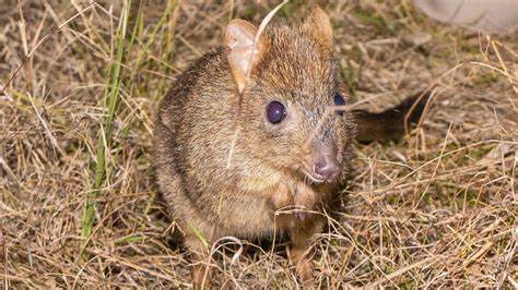 Forests and Koalas - Bettongs are endangered eating truffles on forest floor all part of tree roots biodiversity