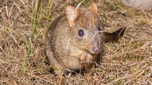 Forests and Koalas - Bettongs are endangered eating truffles on forest floor all part of tree roots biodiversity