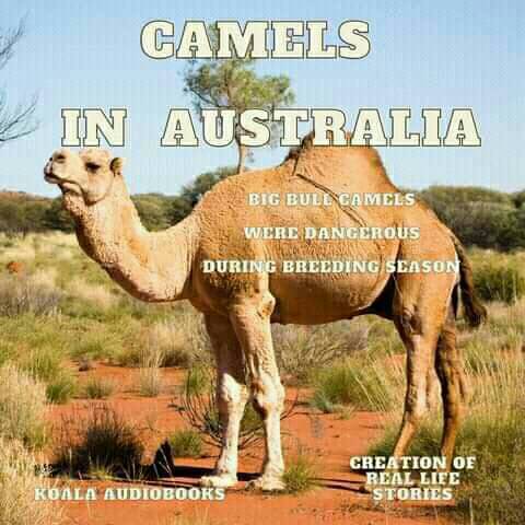 Camels in Australia: From Afghan Cameleers to Desert Roamers