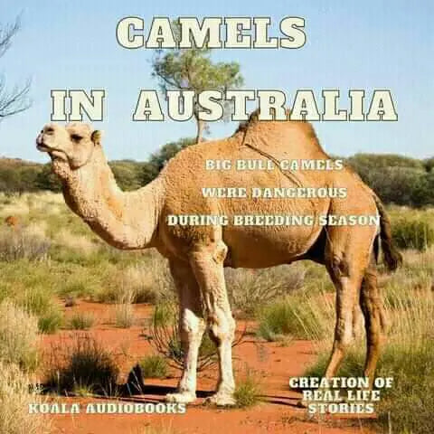 Camels in Australia: From Afghan Cameleers to Desert Roamers