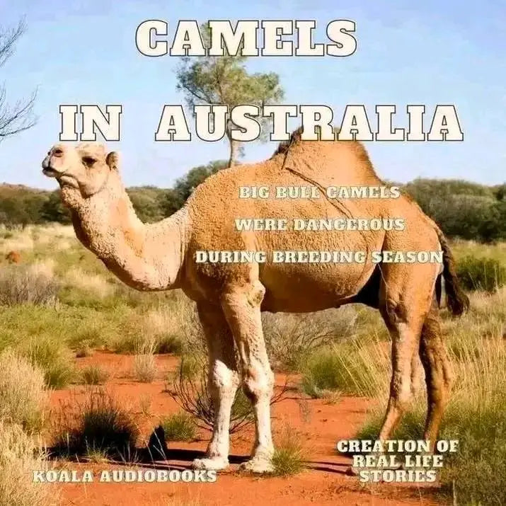Camels in Australia - They Built Inland Australia Delivering Supplies