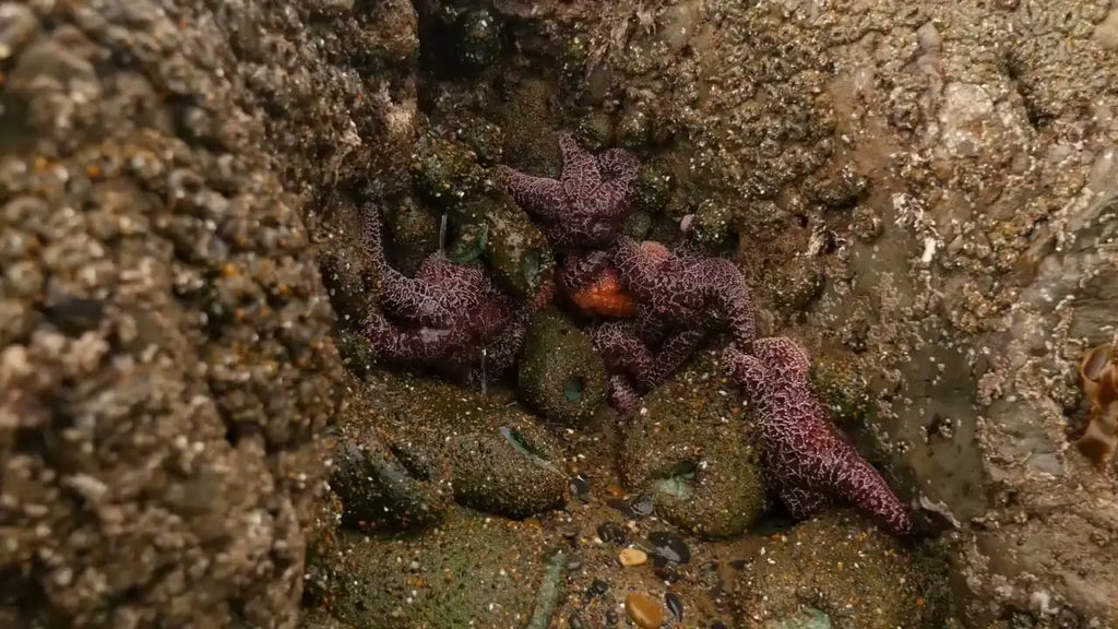Crown of Thorns Starfish: A Hidden Threat to Coral Reefs