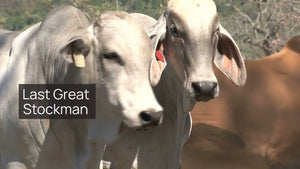 Delivering Authentic Australian Stories: The Koala Audiobooks Full Introduction Theme