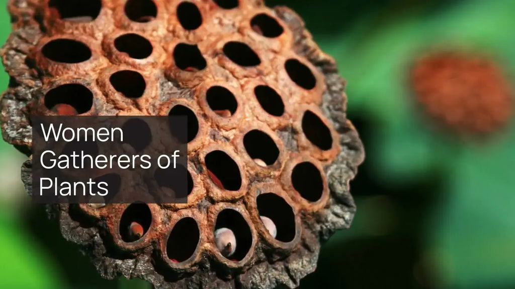 Harvesting as a Sustainable Livelihood: The Power of Storytelling and Culture