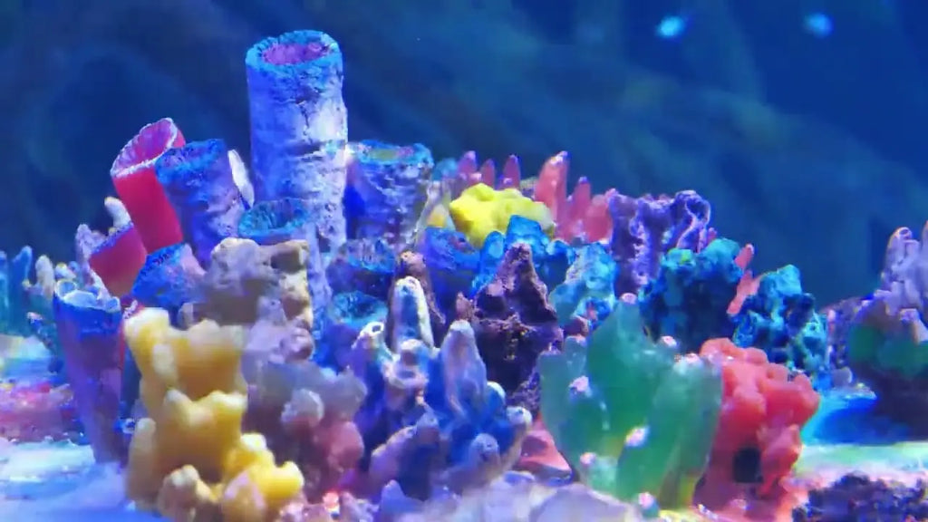 Saving the Great Barrier Reef from Bleaching: Understanding, Action, and Hope