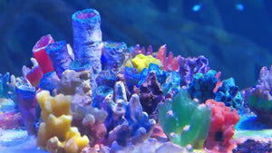 Saving the Great Barrier Reef from Bleaching: What You Need to Know
