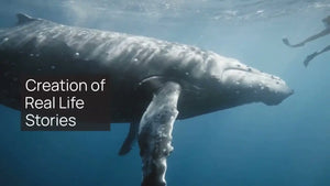 Whales of Hervey Bay: Witnessing the Majestic Humpback Migration