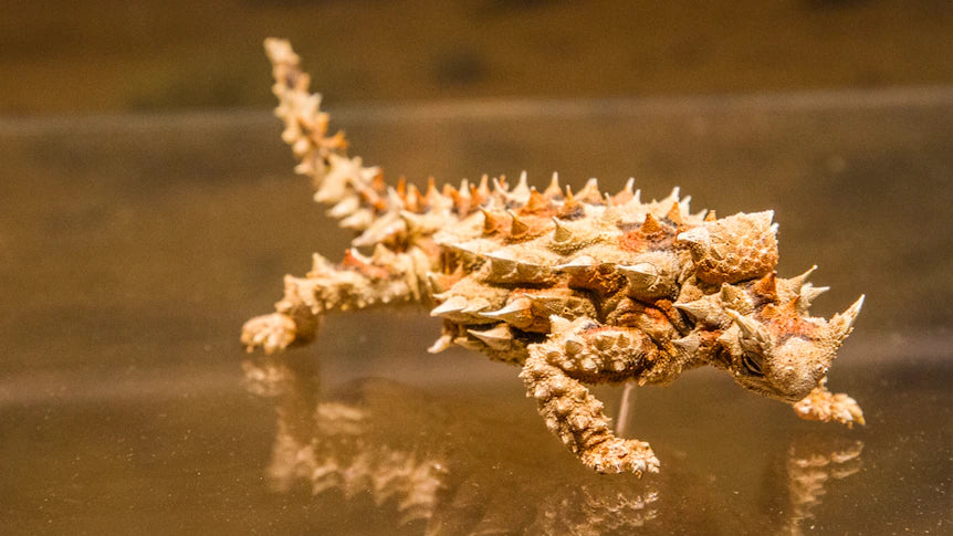 Lizards of Australia - Thorny Devil Lizard - Coming Soon