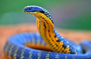 6 Venomous Snakes of Australia - Coming Soon