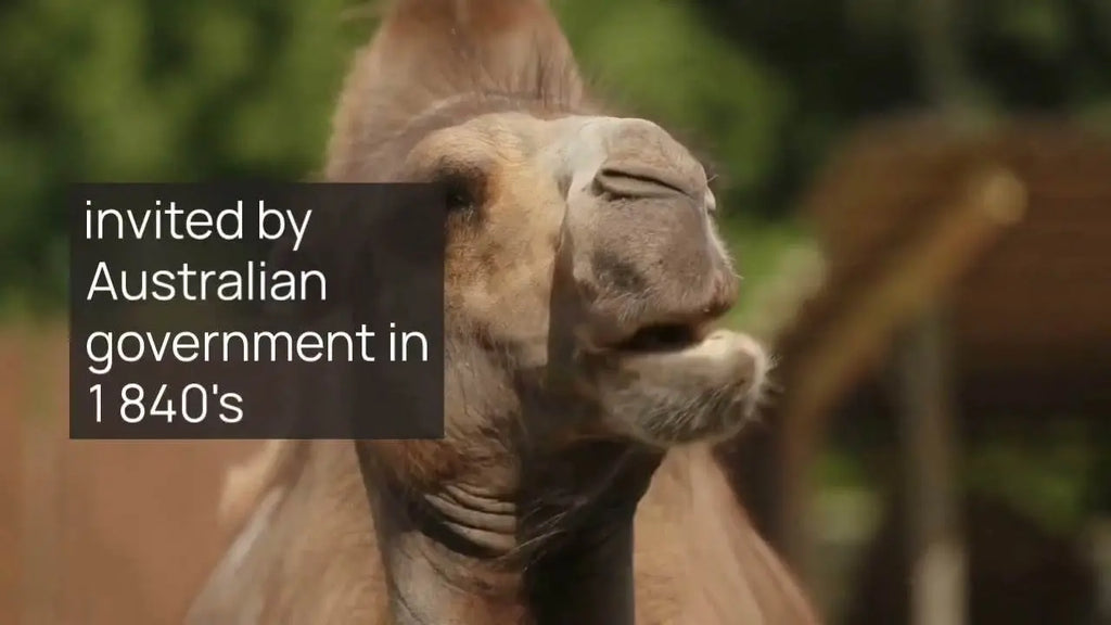 Exploring Camels in the Heart of Australia