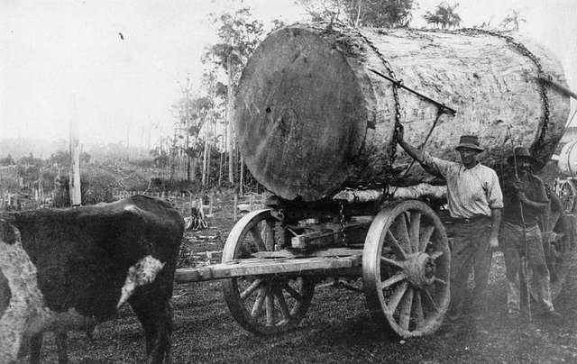 Old Team Bullocks For Larger Trees of the Daintree Rainforest