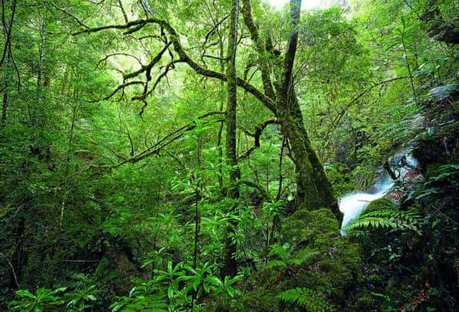 Forests and Koala's - Native Forests Being Cut Down at Night by illegal Loggers