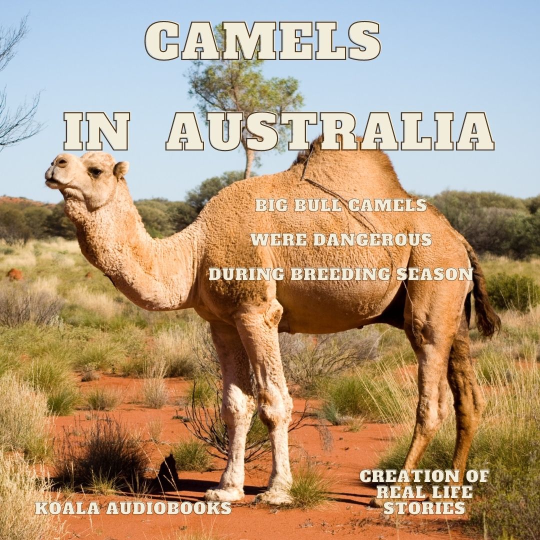 Camels in Australia - Koala Audiobooks