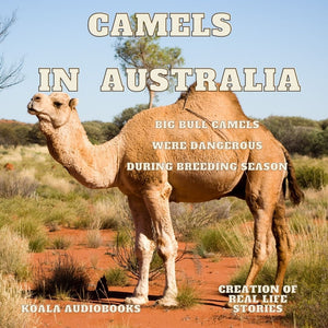 Camels in Australia